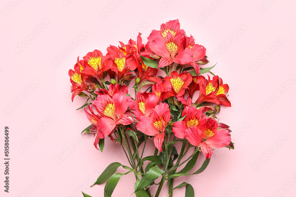 Red alstroemeria flowers on pink background, closeup