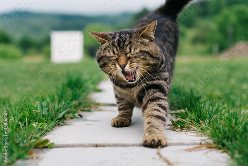 Сat yawns standing on the path