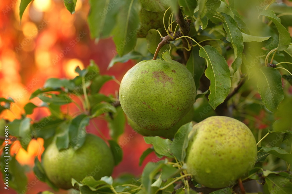 pear fruit on the tree