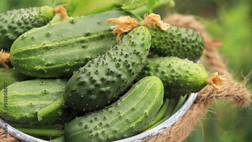 harvest of green cucumbers in a decorative bucket in the garden on a summer day selective focus, organic vegetables. harvest of green cucumbers in a decorative bucket in the garden on a summer day selective focus, organic vegetables.
