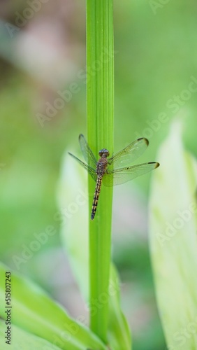 dragonfly perched on a green leaf