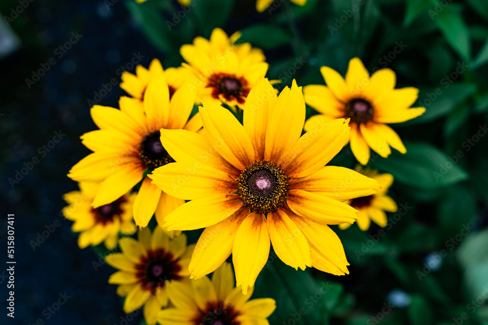 Obraz premium A dark yellow flower is isolated on black background. Sunflower close-up. Black background. Nature flowers outside in the Japanese garden 