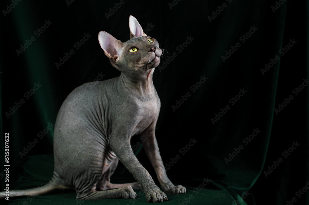 A gray Don Sphynx cat sits on a green background in the studio and looks up