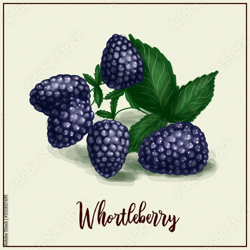 Card with berries. Blueberry. Drawn chenik. Black raspberry.Vector illustration. Farm berry farm. exotic berries.