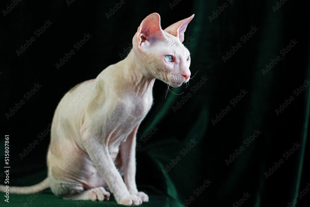Portrait of a young naked cat with blue eyes on a green background Portrait of a young naked cat with blue eyes on a green background