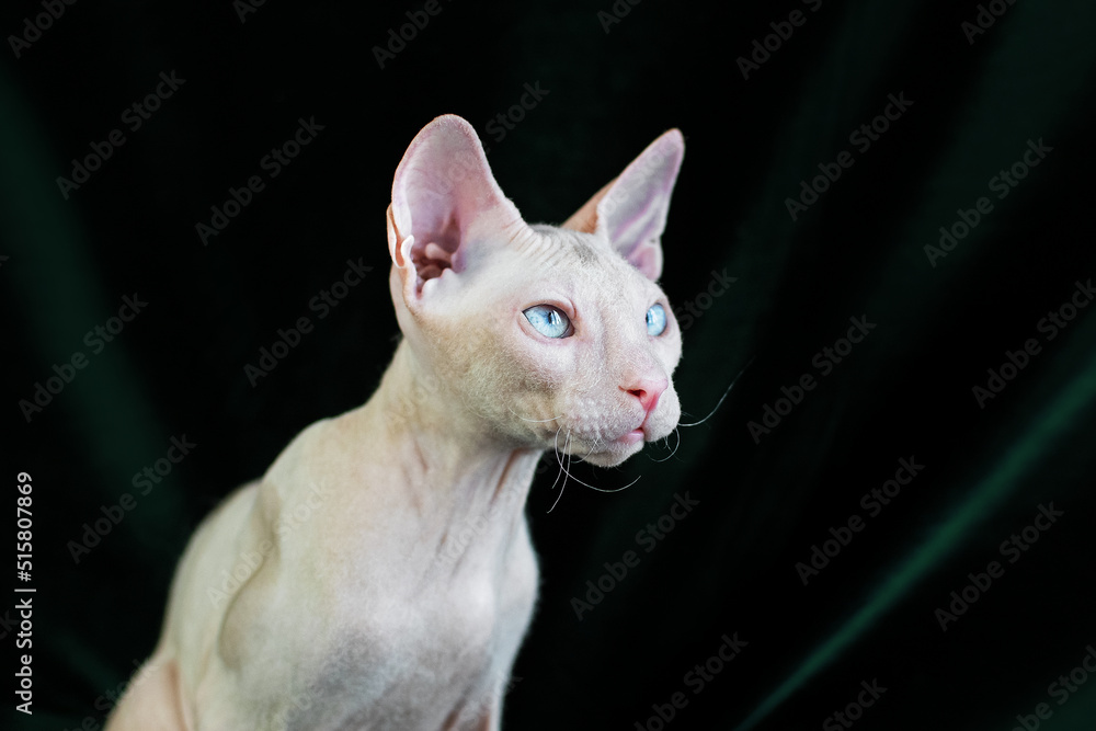 Portrait of a Don Sphynx with blue eyes