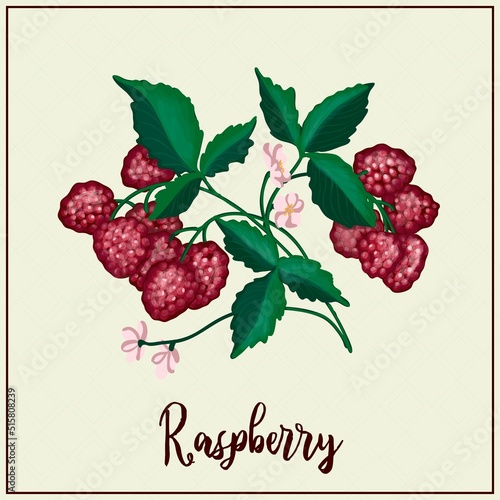 Card with berries. Raspberry. Drawn red raspberries. Vector illustration. Farm berry farm. exotic berries.
