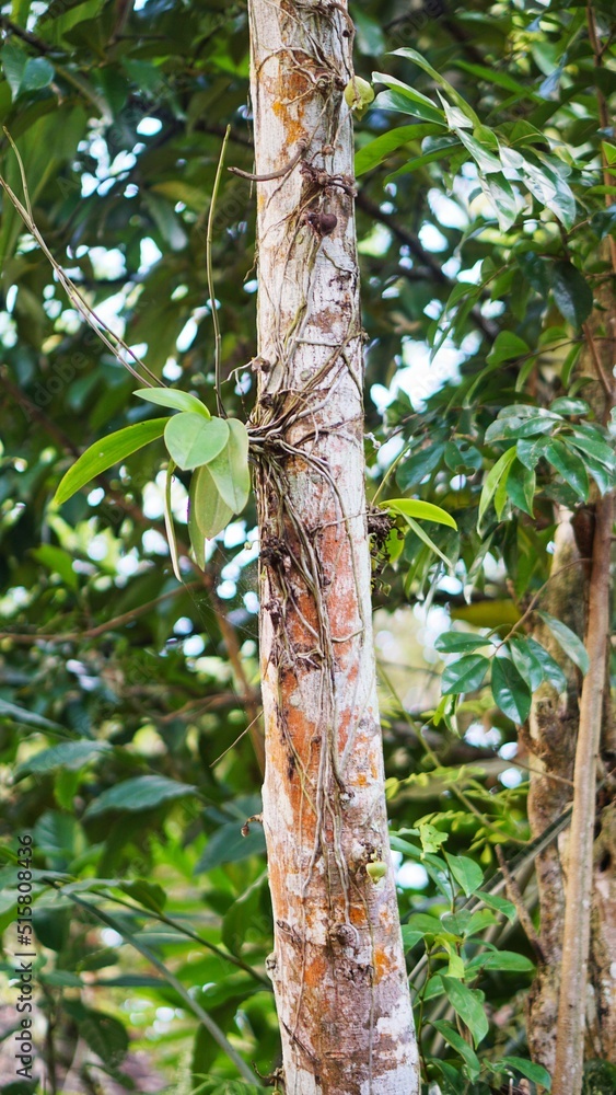 Fototapeta premium a large banyan tree that is decades old with green moss on its big trunk