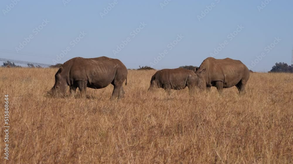 4K video of a Square lipped Rhinoceros walking and grazing in the winter months in a brown field, walking together in a group looking out for predators. De horned to stop poaching. Taken in SA 4K video of a Square lipped Rhinoceros walking and grazing in the winter months in a brown field, walking together in a group looking out for predators. De horned to stop poaching. Taken in SA