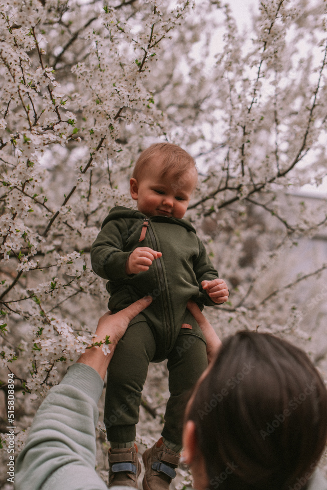 Little boy in cherry tree Little boy in cherry tree