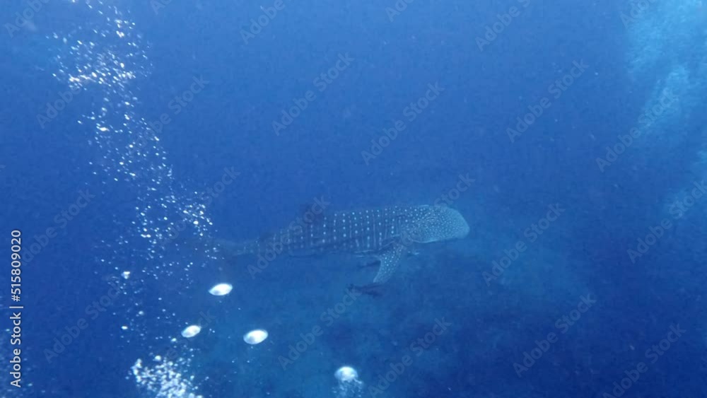 Whale shark plays with scuba divers bubbles in Koh Tao, Chumphon, Thailand. Whale shark plays with scuba divers bubbles in Koh Tao, Chumphon, Thailand.