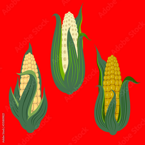 Vector - corn plants pattern, watercolor illustration.