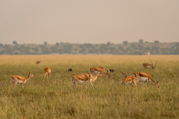 Wandcirkels Antilope Blackbuck kudde in Velavadar National Park  © Sourabh