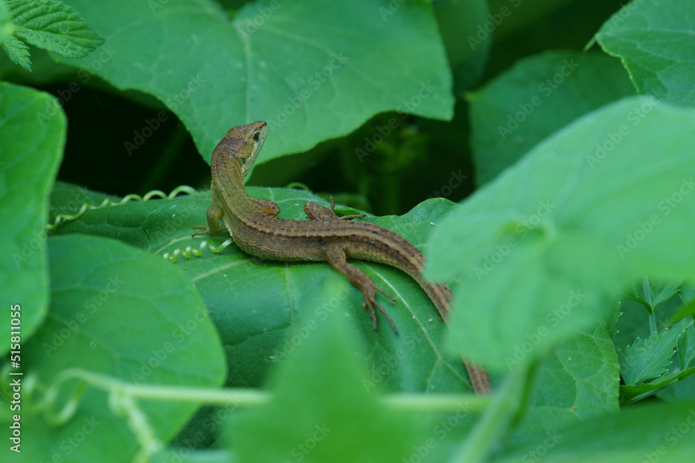 Naklejka premium 可愛いトカゲのカナヘビ