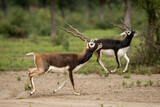 Two wild adult male blackbuck or antilope cervicapra or indian antelope walking together in pattern and with expressions in grassland of forest of india asia