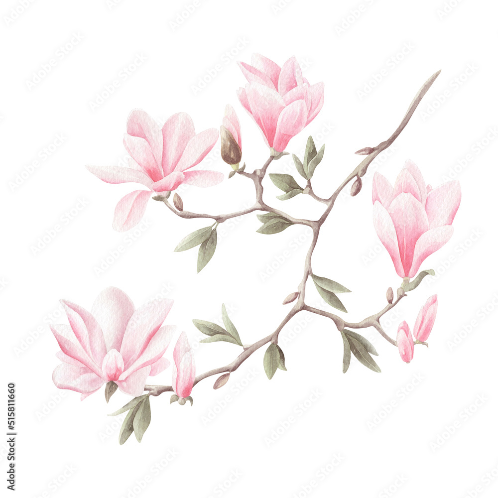 Watercolor illustration with pink magnolia flowers on branch with green leaf isolated on trasnparent.