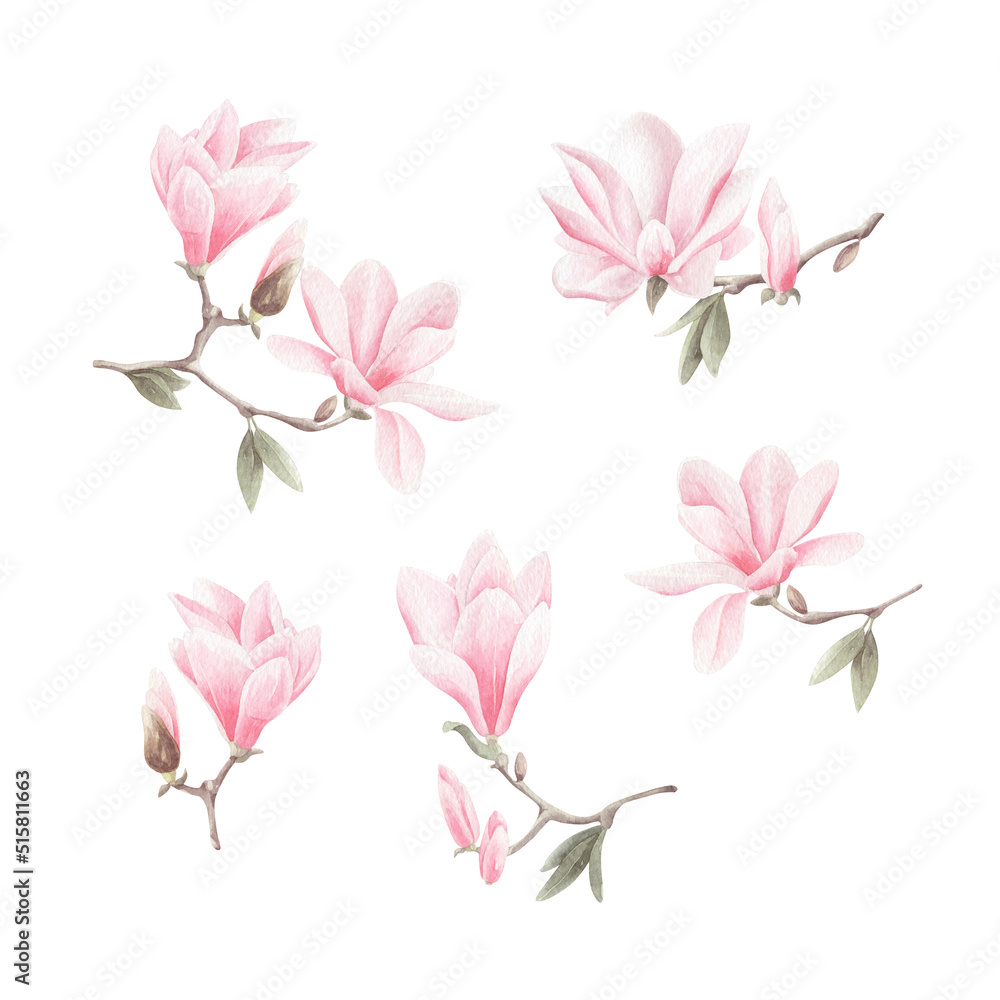 Watercolor set of pink magnolia flowers isolated.