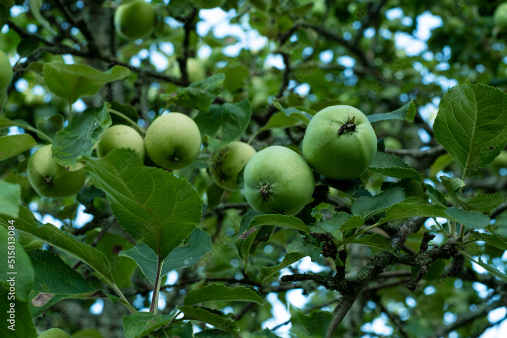 Green apples on a branch in the garden. Green apples on a branch in the garden.
