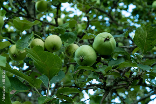 Green apples on a branch in the garden.