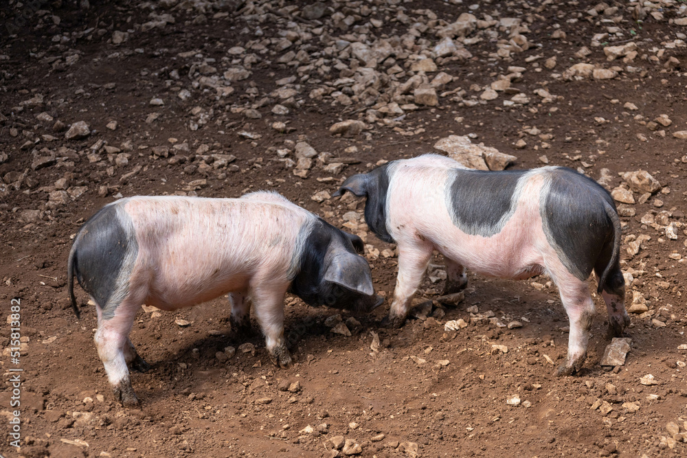 Two cute piglets playing together in a smelly ranch while getting dirty Two cute piglets playing together in a smelly ranch while getting dirty