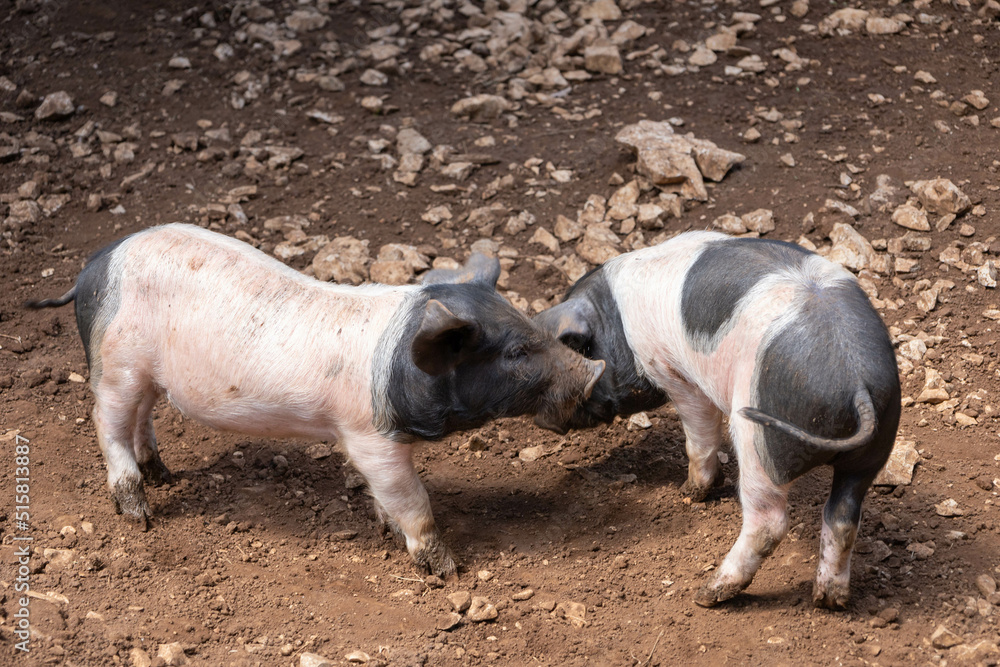 Two cute piglets playing together in a smelly barn while having the flu Two cute piglets playing together in a smelly barn while having the flu