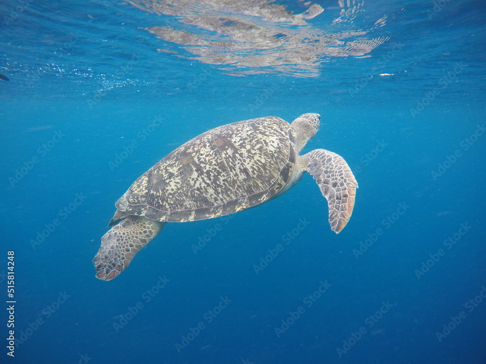 Obraz premium green sea turtle