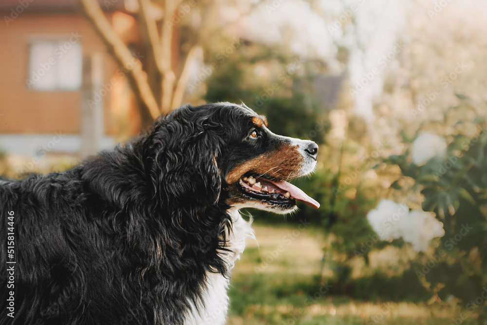 Bernese mountain dog in park roses background.
Flowers around and dog.
Bernese mountain dog in park roses background.
Flowers around and dog.