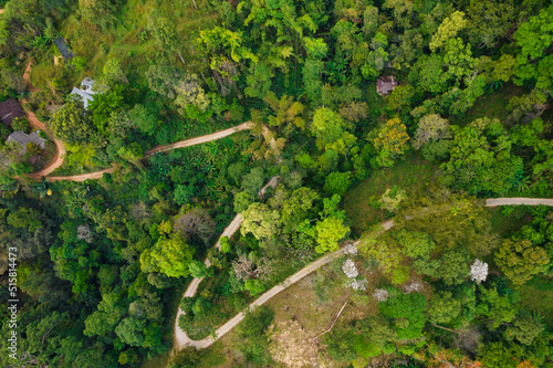 Top view of curved road in rainforest