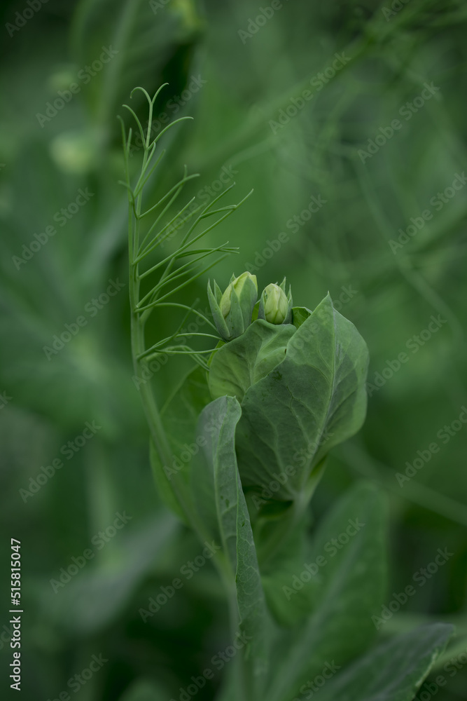 Closeup image of sugar snap peas growing in the garden Closeup image of sugar snap peas growing in the garden