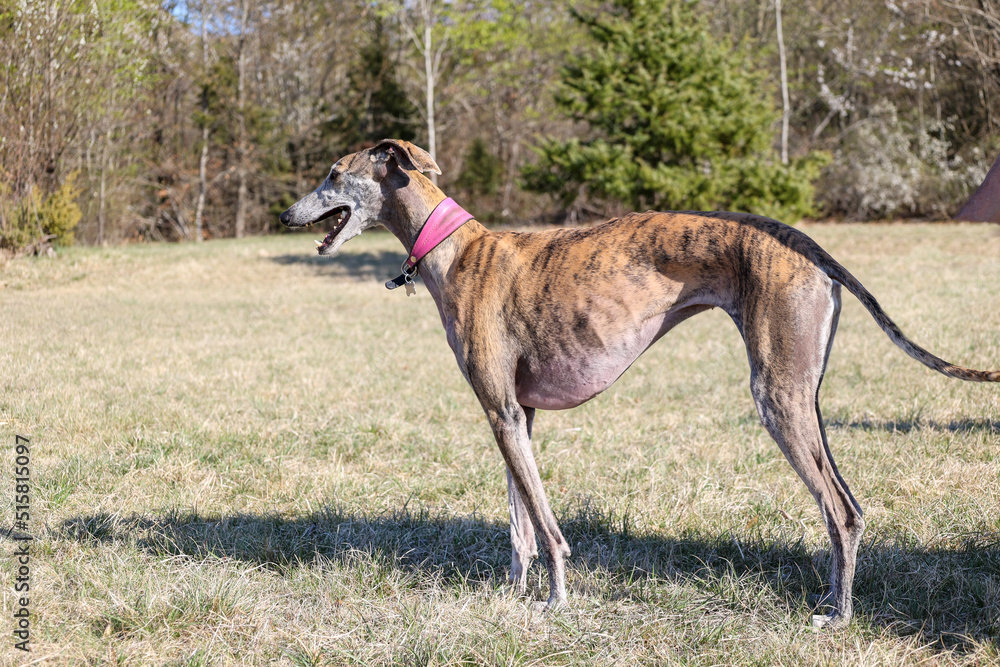adorable female greyhound standing in a field