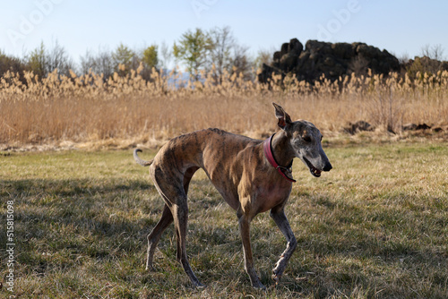 female greyhound walking at sunset in a field on the mountains