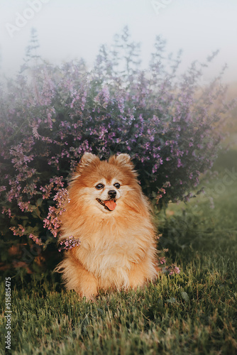  Puppy pomeranian dog cute pet happy smile playing in nature