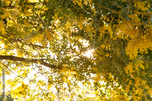Beautiful blossoms of golden wattle in the afternoon sunlight photo