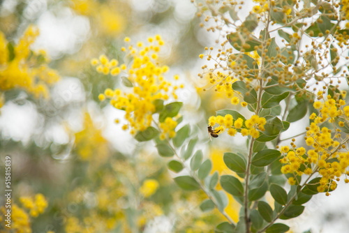 Golden balls of fluffy wattle with bokeh behind photo