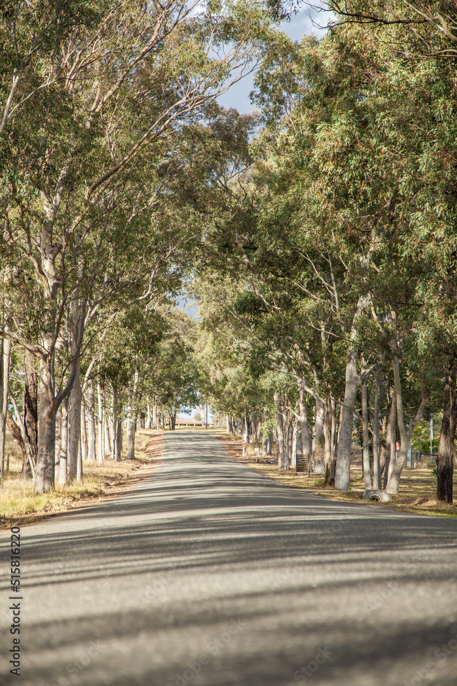 Aisle of old gum trees beside an unmarked road Aisle of old gum trees beside an unmarked road