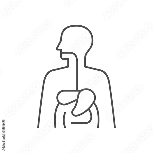Digestive system line outline icon
