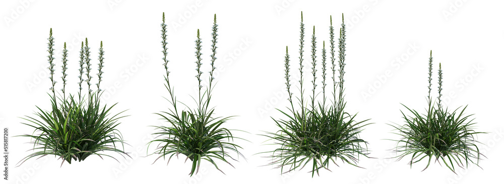 White flowers with long stems on a white background. White flowers with long stems on a white background.