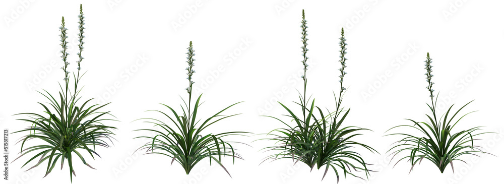 White flowers with long stems on a white background.