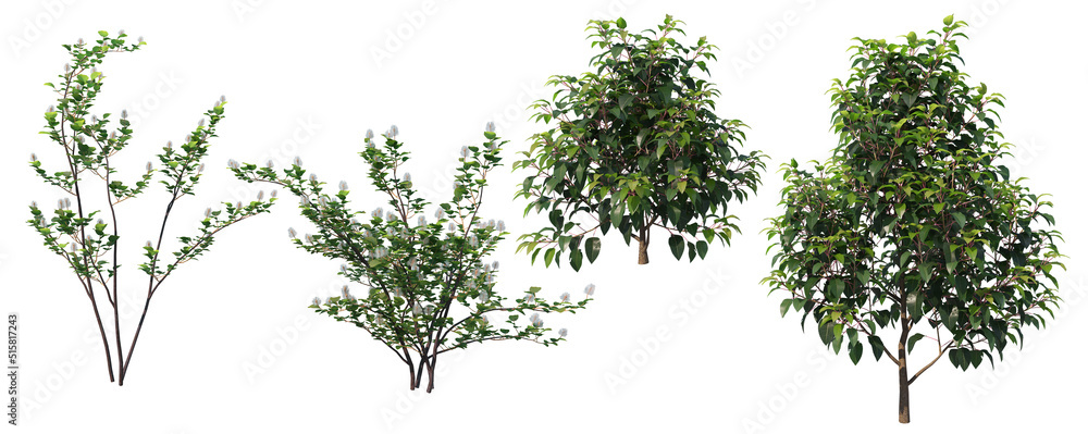 Shrub on a white background Shrub on a white background