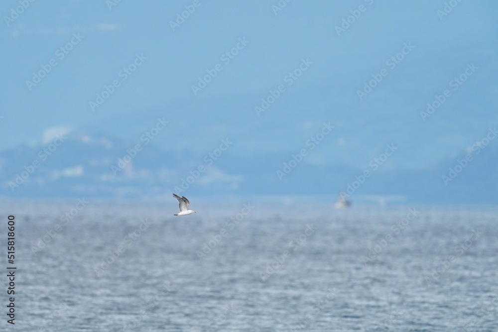 black tailed gull in a sea