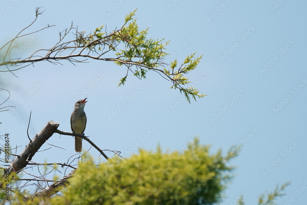 oriental reed warbler on a branch oriental reed warbler on a branch