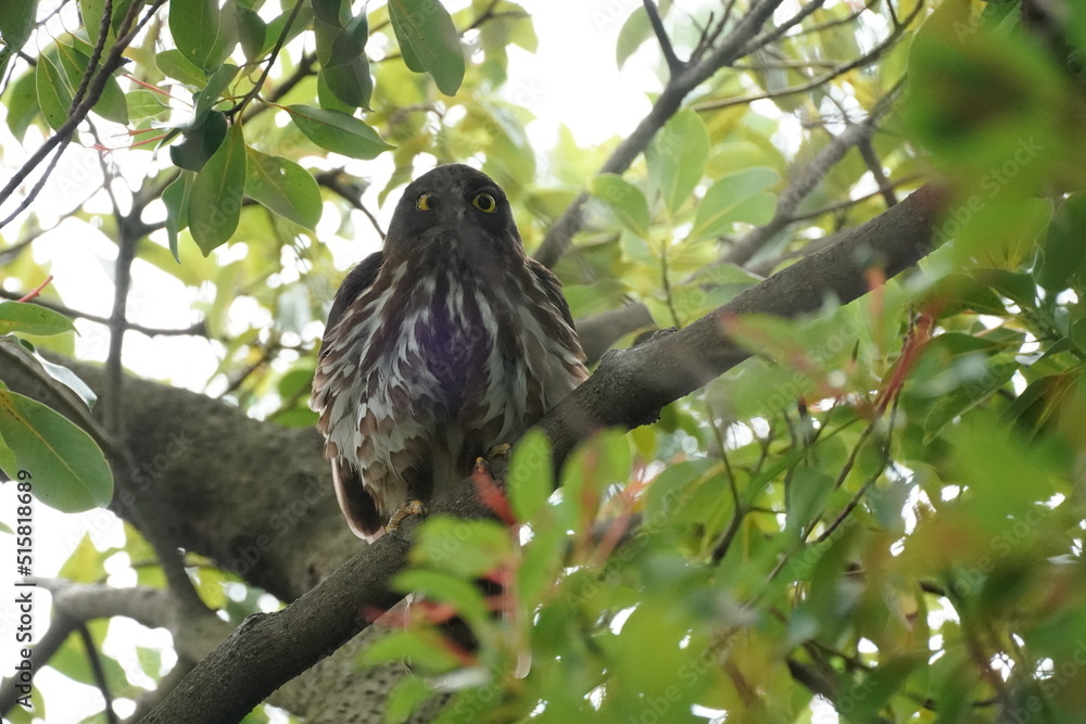brown hawk owl on a branch brown hawk owl on a branch