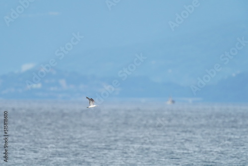 black tailed gull in a sea