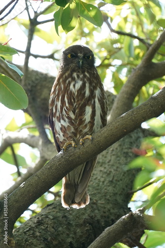 brown hawk owl on a branch