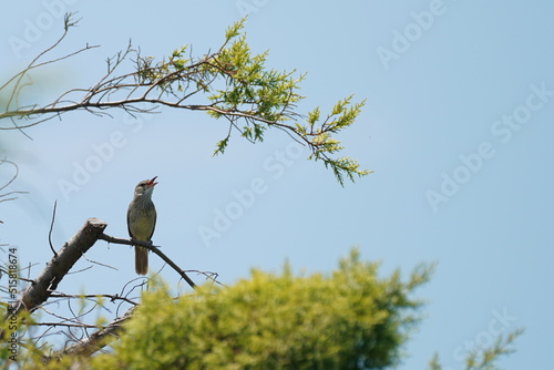 oriental reed warbler on a branch photo