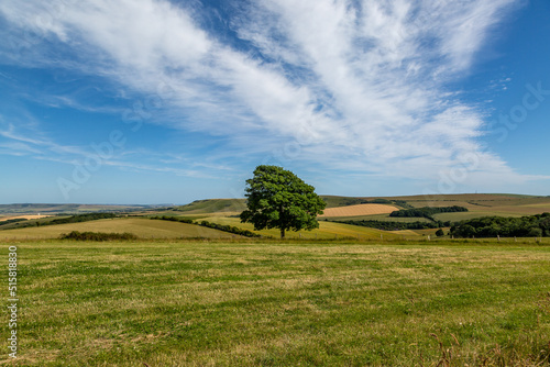 A tree in a field in the South Downs, on a sunny summer's day
