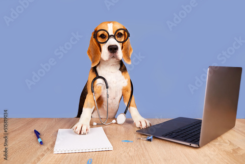 A beagle dog with glasses and a stethoscope sits over a desk in front of a laptop screen. The pet looks like a doctor, veterinarian or professor. The concept of animal health, education. 