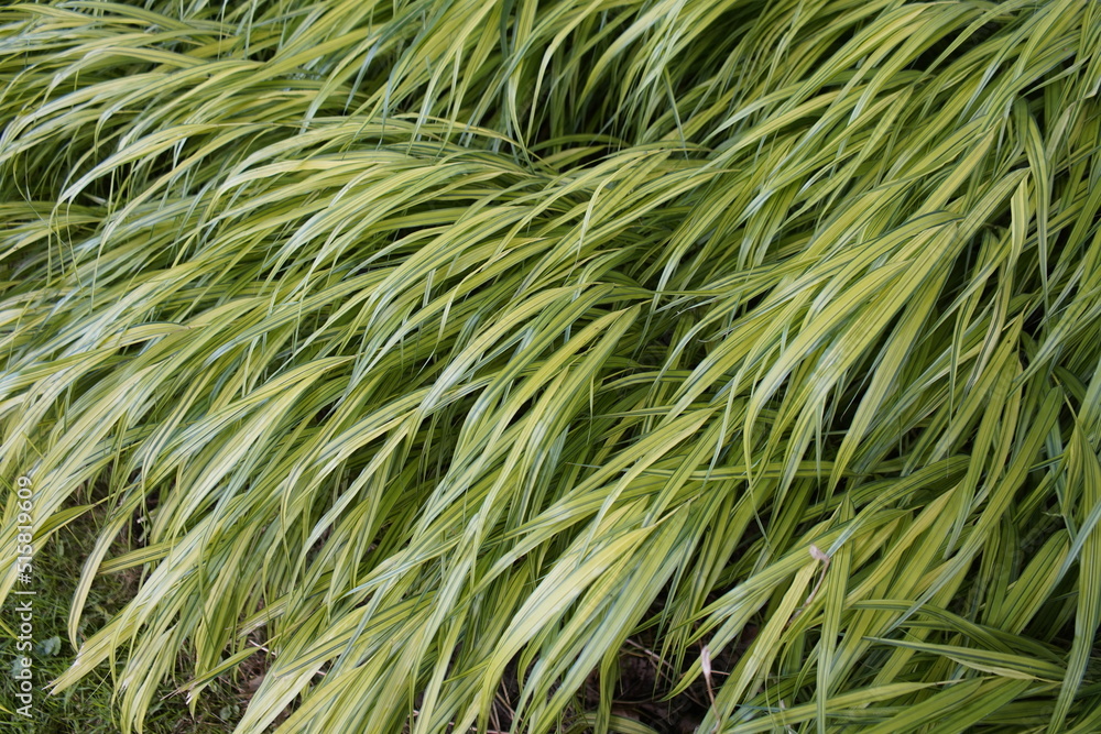 Hakonechloa macra Aureola (Japanese forest grass, Hakone grass) Hakonechloa macra Aureola (Japanese forest grass, Hakone grass)