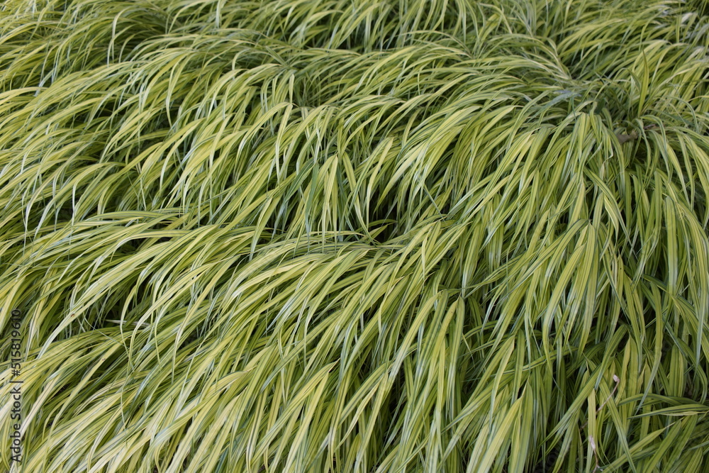 Hakonechloa macra Aureola (Japanese forest grass, Hakone grass) Hakonechloa macra Aureola (Japanese forest grass, Hakone grass)