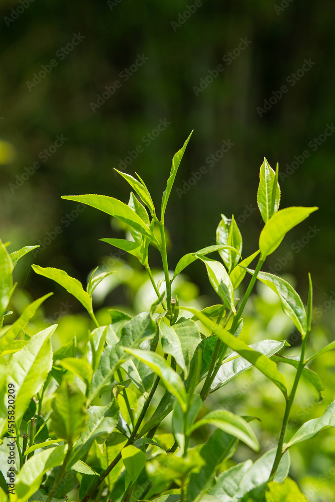 tea plantation tea leaves tea plantation tea leaves